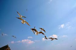 开云官网-包含雄鹿绝杀灰熊，拉塞尔绝境逆转的词条