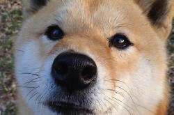 开云下载-新王登基，切特·霍姆格伦的统治之夜与国王的全面压制