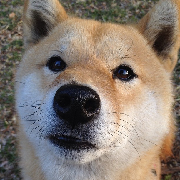 新王登基,切特·霍姆格伦的统治之夜与国王的全面压制