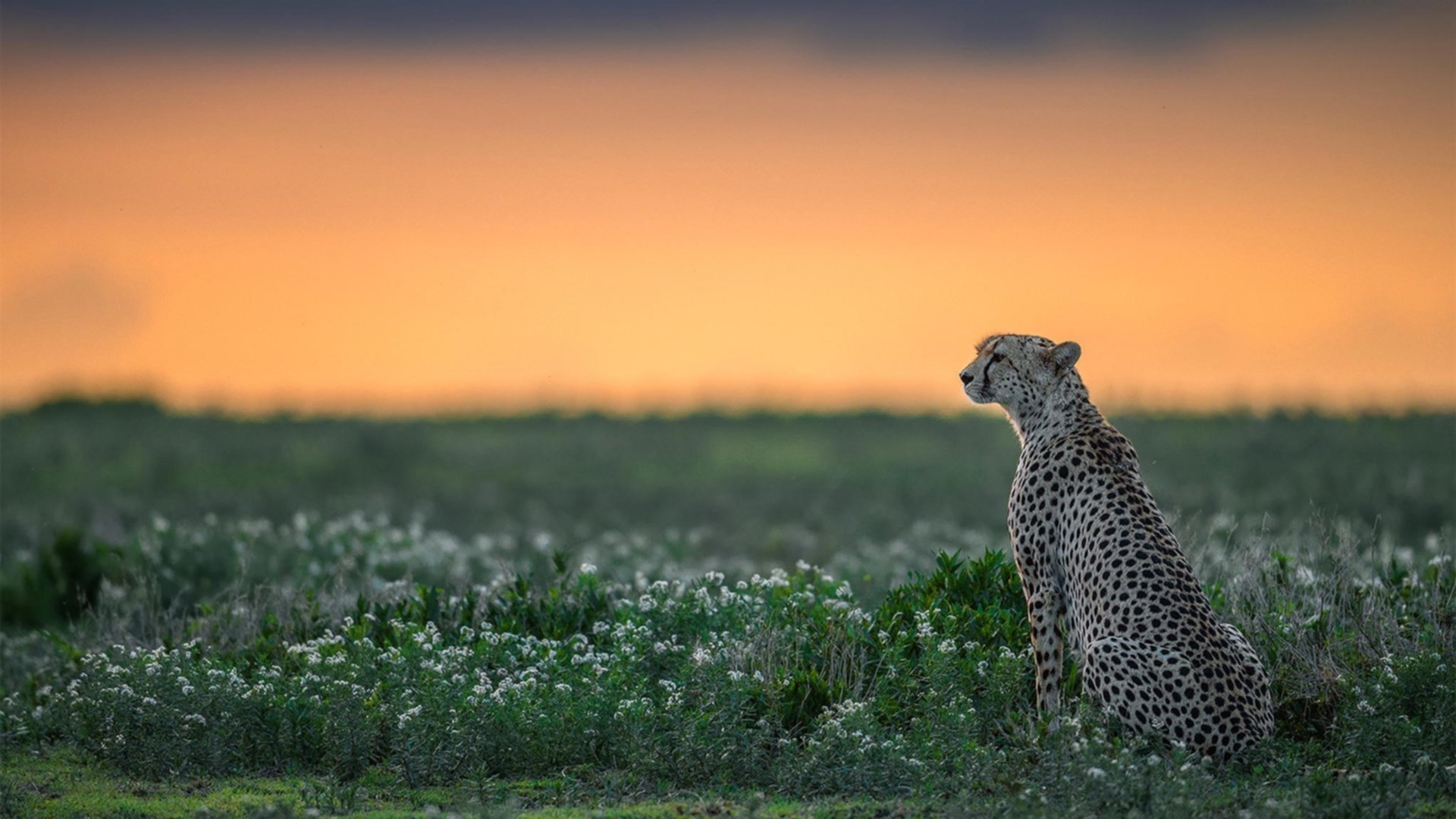 爱德华兹,加时赛的独舞者,一手掌控比赛走势的现代奇才